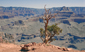 grand%20canyon%202.jpg